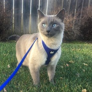 Meet your Posher, Abigail